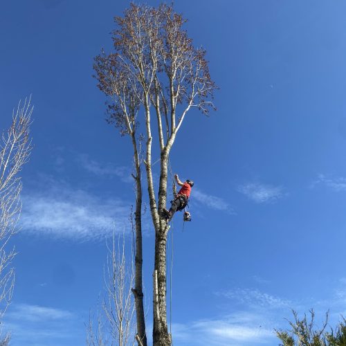 élagage arbre jura